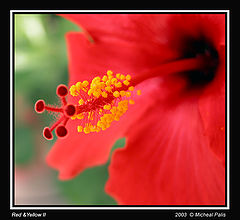 фото "Red and Yellow II"