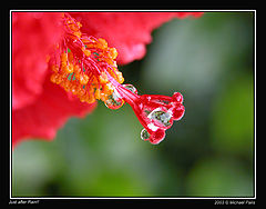 фото "Just After Rain"