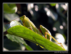 photo "Resting on the leaf!!"