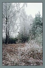 photo "First frost"