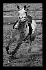 фото "gallop"