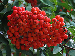 photo "Mountain-ash"