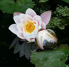 фото "Water Lilies"