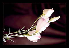 photo "On the window for me blossoms Eustoma ..."