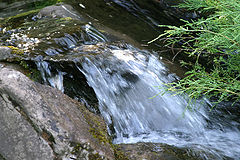 photo "Small forest cascade"