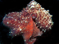 photo "Octopus"