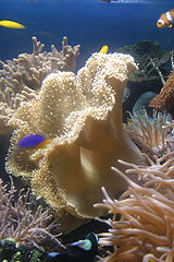 photo "Underwater Orchestra"