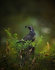 photo "California quail"