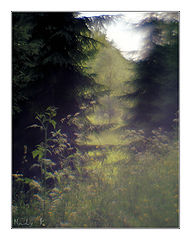 photo "The breeze has ceased in a shadow of a wood"