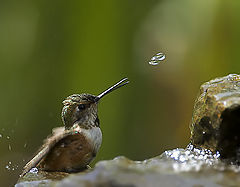 photo "The Catch"