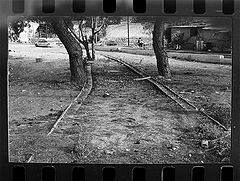 фото "perspectiva between 2 trees"