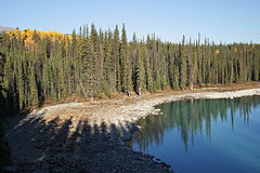 photo "Pines, their shadows and reflections"