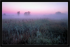 photo "Morning on a bog..."