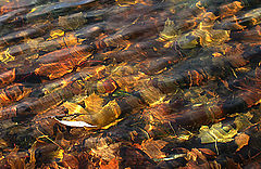 photo "Autumn river"