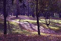 photo "Fairy-tale forest"