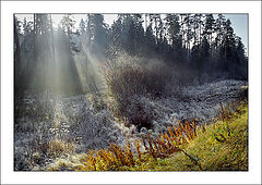 photo "November in a wood"