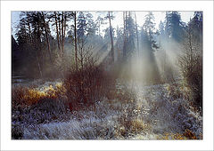 photo "November in a wood #3"