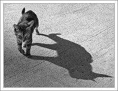 photo "Shadowcat"