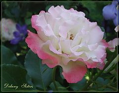 фото "Rose"