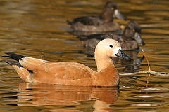 photo "Golden duck"