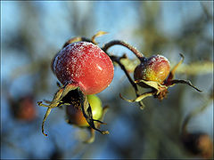 фото "Шиповник"