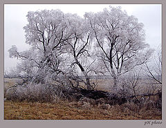 photo "gray hairs"