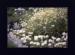 фото "Silver Impression at the NYBG"