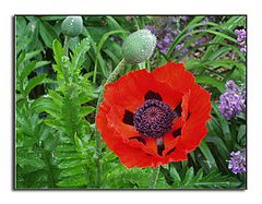 фото "Poppy Ruffles"