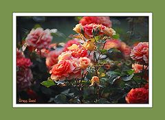 фото "Rose impression"