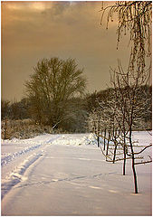 photo "snowy"