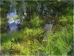 photo "Effect of Presence At a Bog In An Early Morning"