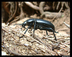 photo "cockroach"