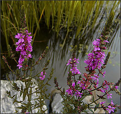 фото "болотное (2)"