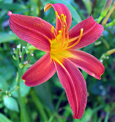 photo "Scarlet flower"