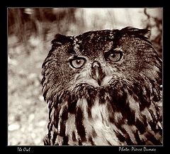 фото "The Owl"