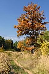 photo "Old Oak"