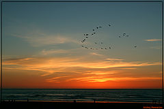 photo "Flying Over Sunset"
