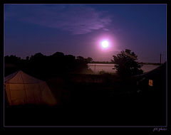 photo "froggy night's coming"