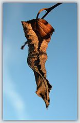 фото "Последний лист"