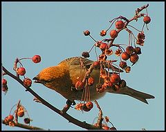 photo "Gourmand"