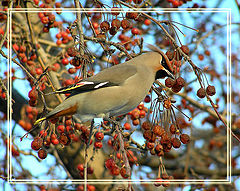 photo "Waxwing"