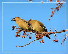 photo "Waxwings"