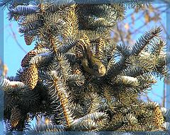 photo "Crossbill in town"