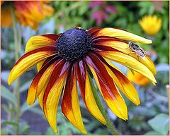 photo "Rudbeckia"