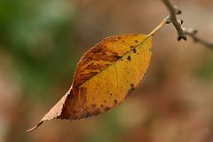 photo "The last leaf"