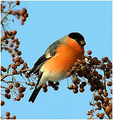 photo "Bullfinch"