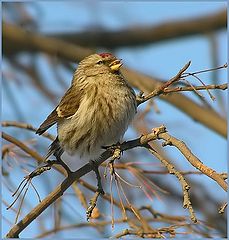 photo "Singing Redpoll"