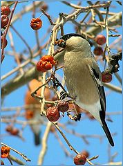 photo "Bullfinch-female"