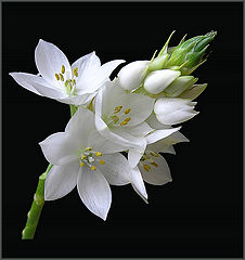 photo "Ornithogalum"