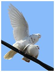 photo "Spring  &  pigeons"